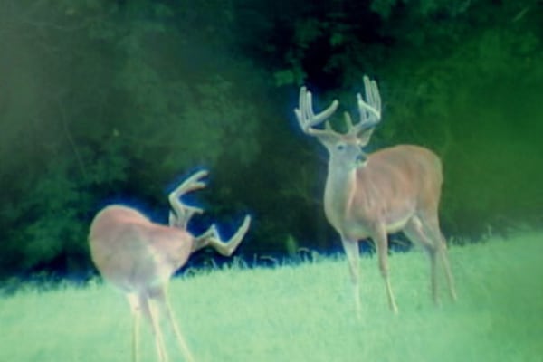 2005 Trail Cam