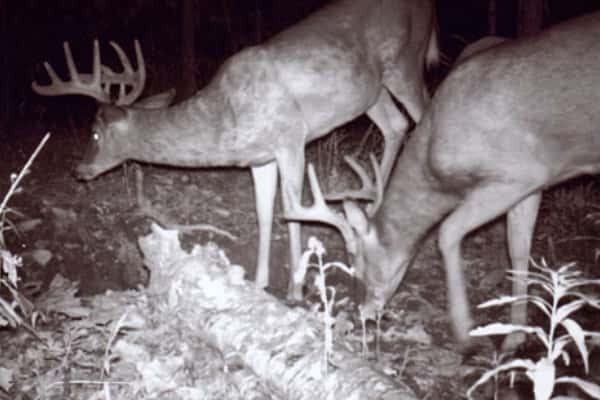 2007 Trail Cam