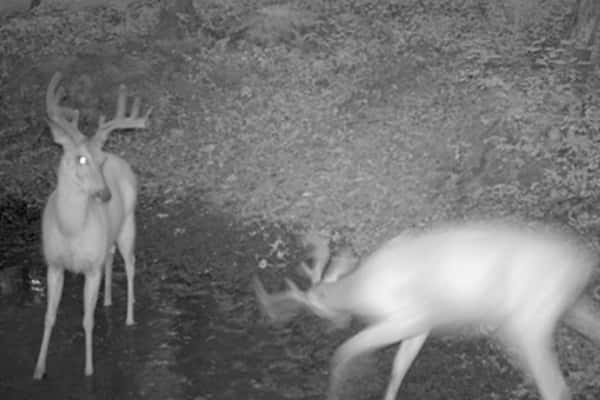 2009 Trail Cam