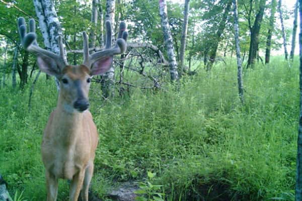 2010 Trail Cam