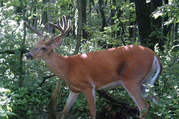 2011 Trail Cam
