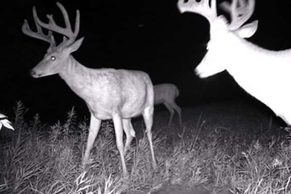 2012 Trail Cam