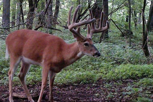 2013 Trail Cam