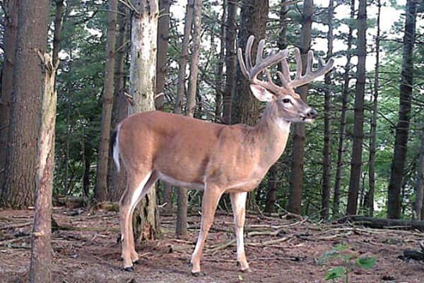 2014 Trail Cam