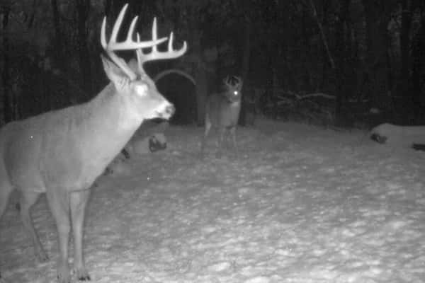 2017 Trail Cam