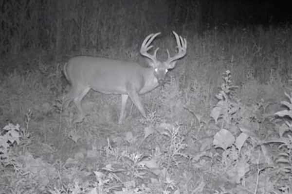 2018 Trail Cam