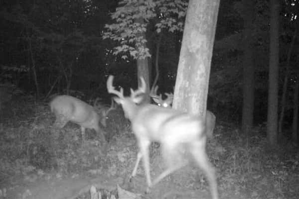 Trail Cam 2020