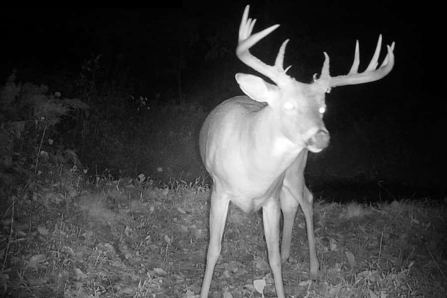 Trail Cam 2024