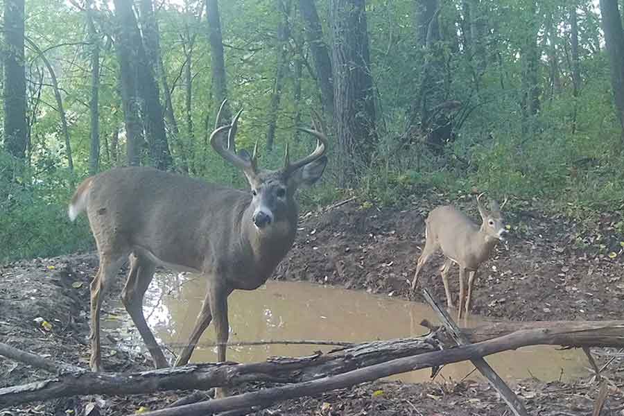 Trail Cam 2025